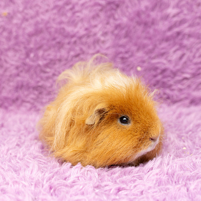 Photo of Nugget