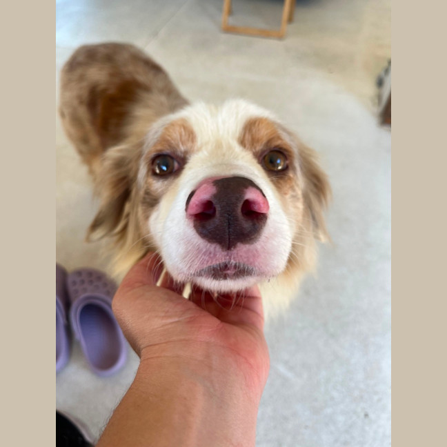 Photo of Flossy 