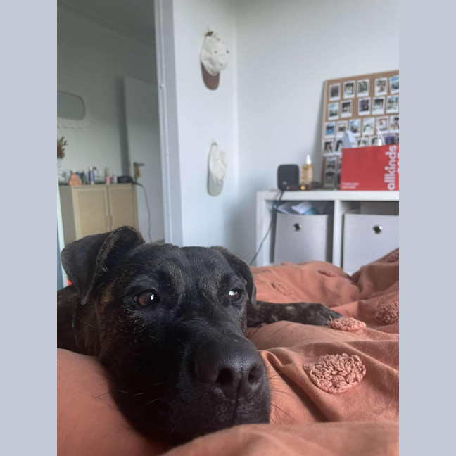 Photo of Caesar   1 Year Old Mastiff X