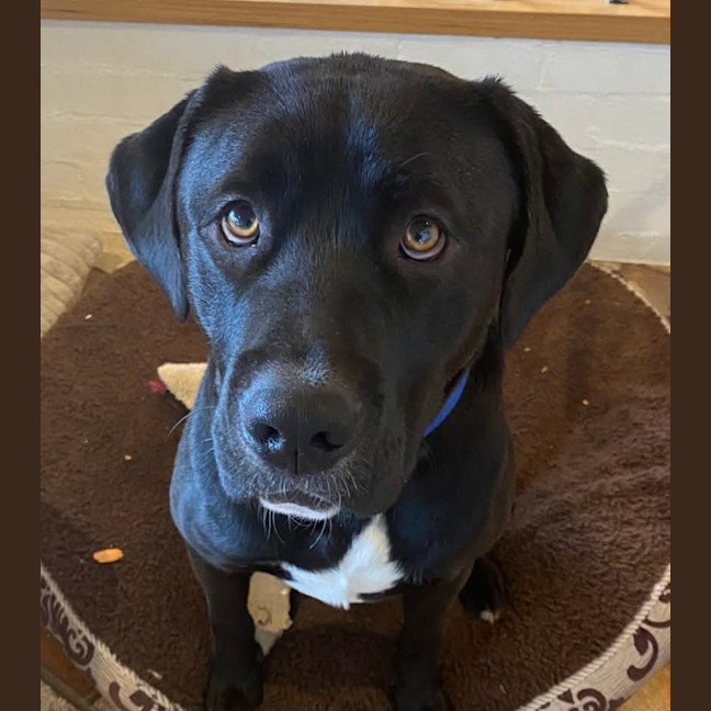 Photo of Loki