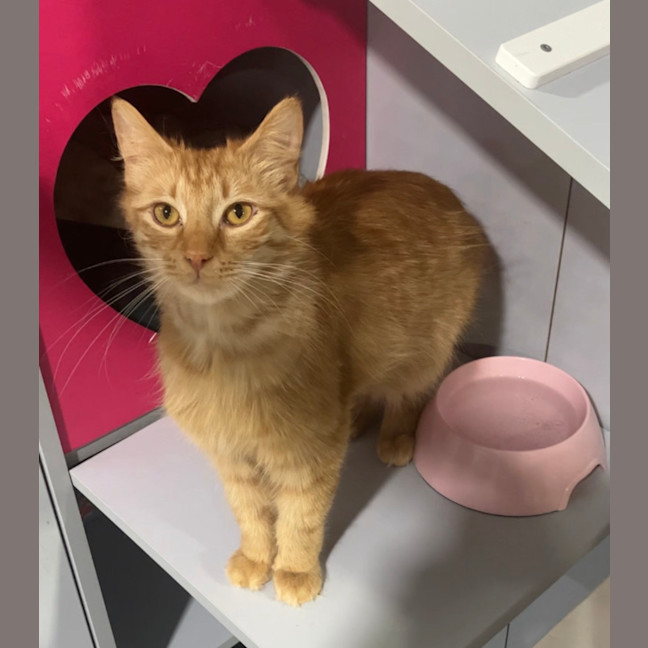 Photo of Aslan And Mr Squiggle