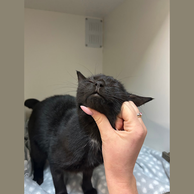 Photo of Snuggles