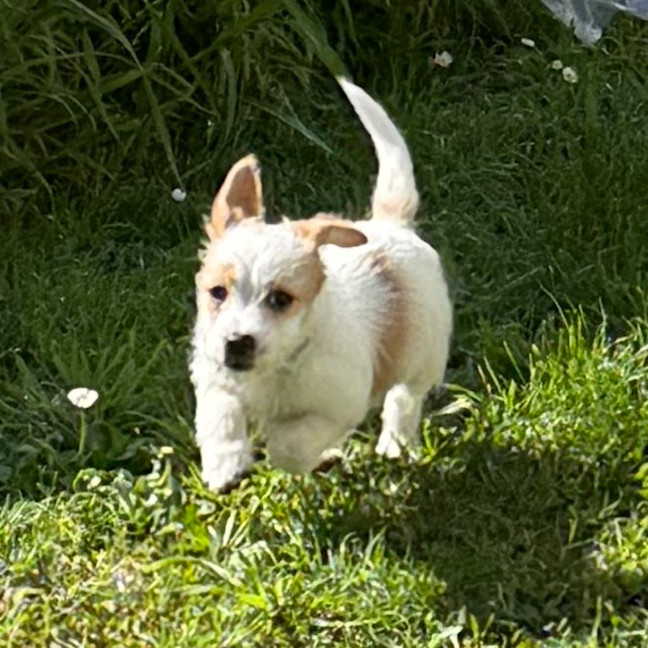 Photo of Sisu