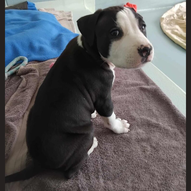Photo of Tractor Now Jax