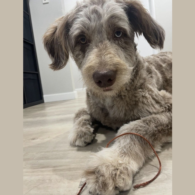 Photo of Woody