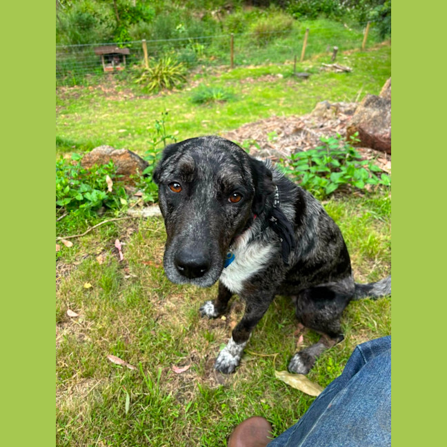 Photo of Smokey