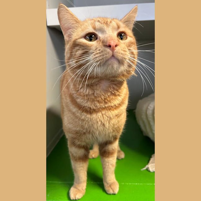 Photo of Houdini