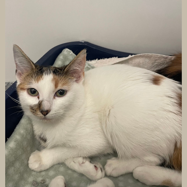 Photo of Pecan