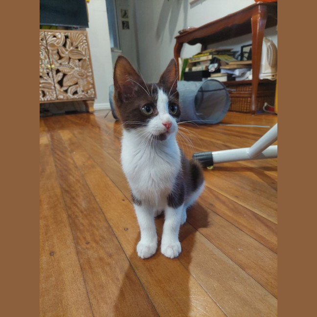 Photo of Moxie