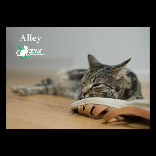 Photo of Alley