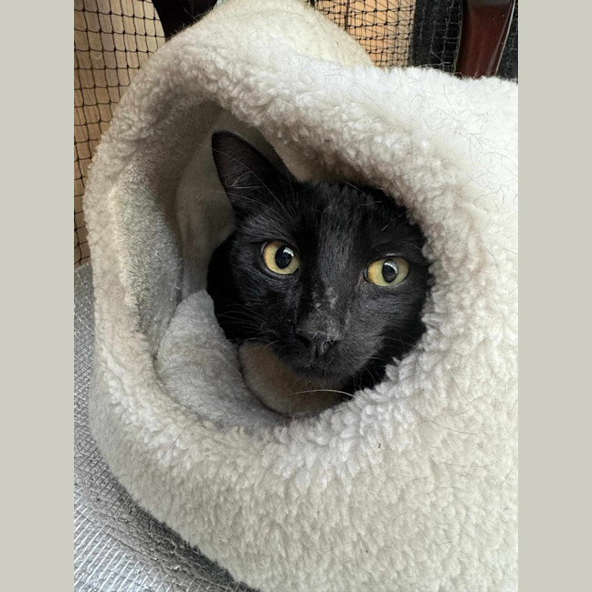 Photo of Milo**2nd Chance Cat Rescue**