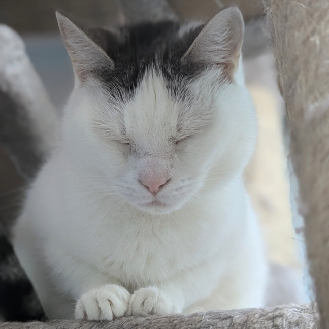 Photo of Pickle