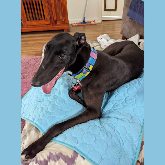 Photo of Angie, The Greyhound