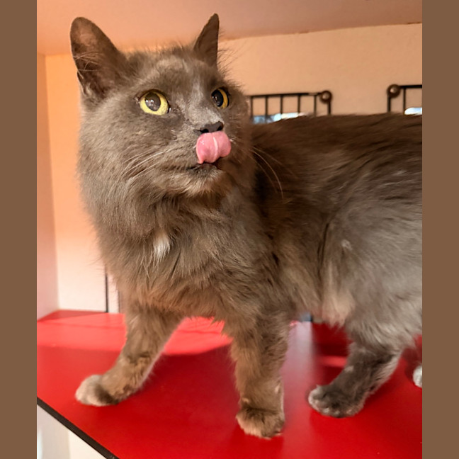 Photo of Puss