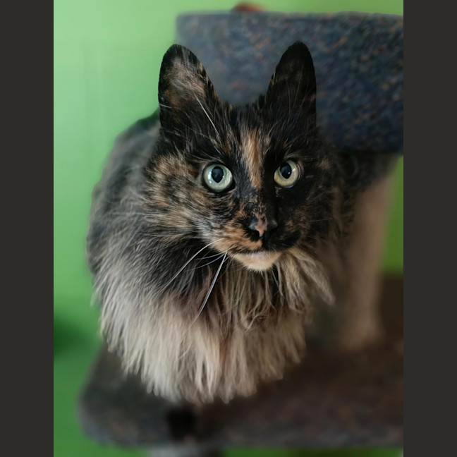Photo of Koko