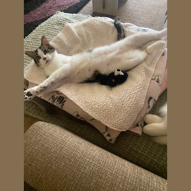 Photo of Bubba