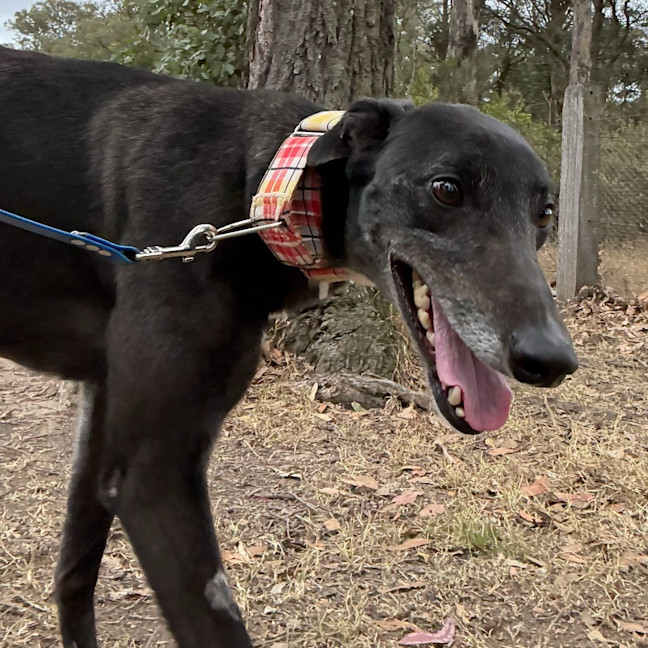 Photo of Jay The Greyhound