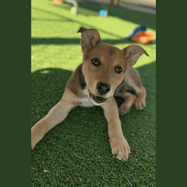 Photo of Toby