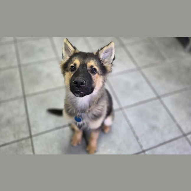 Photo of Archie