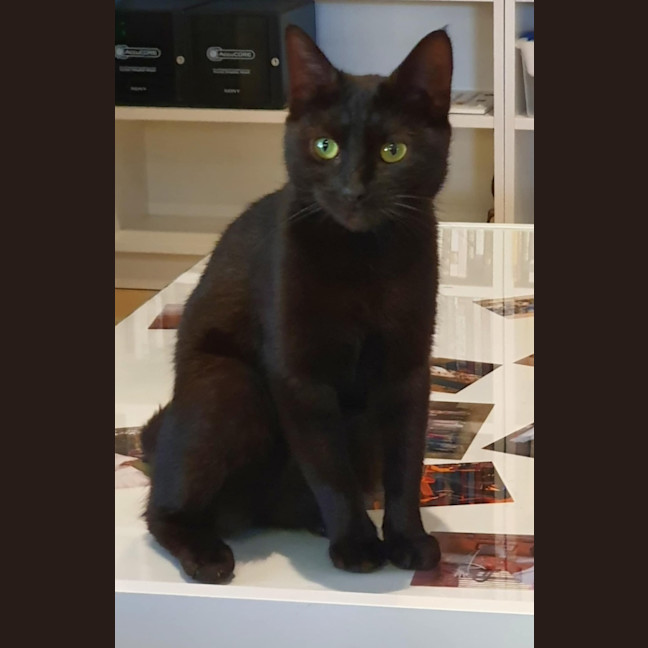 Photo of Gamora **2nd Chance Cat Rescue**