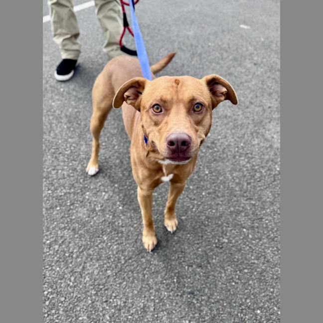 Photo of Reggie *$350 Adoption Fee* 