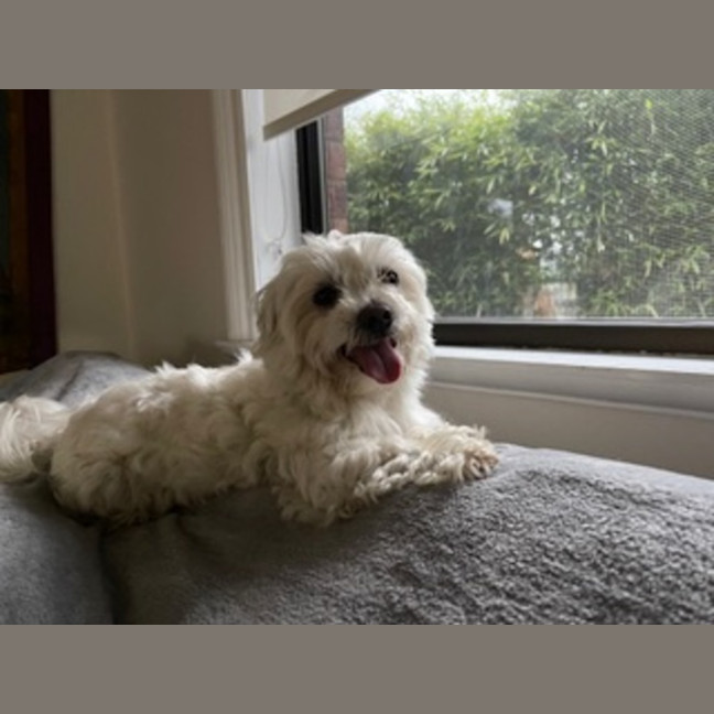 Photo of Bobby   5 Year Old Maltese (On Trial)