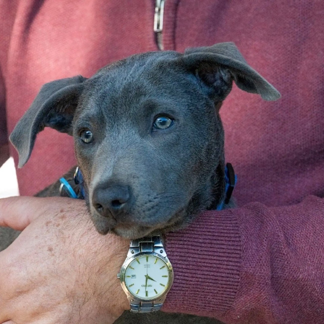 Photo of Blaze