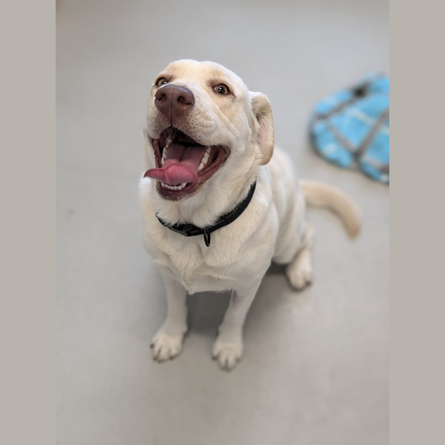 Photo of 🍰 Miffy 5583 🍰