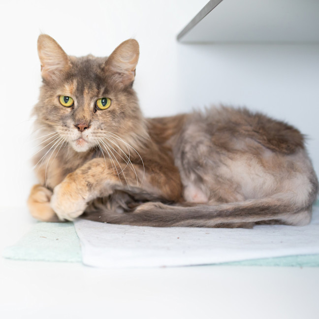 Photo of Tippy Rapscallion