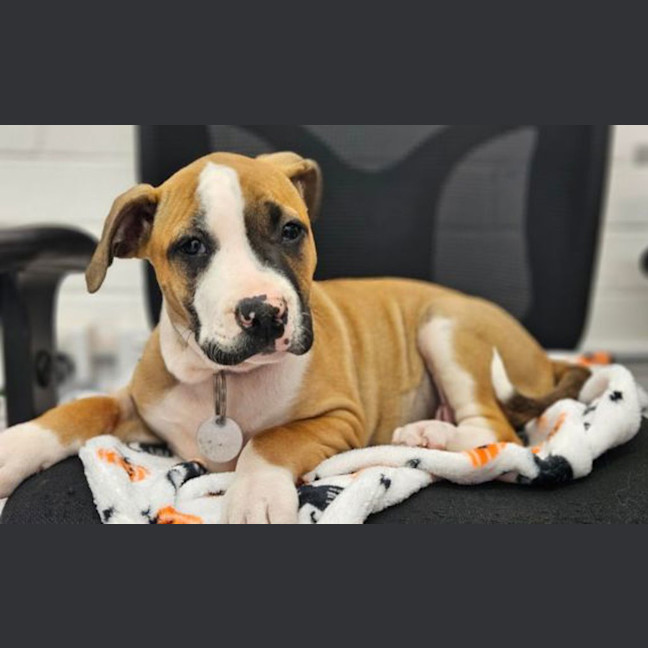Photo of Ripley 
