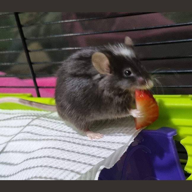 Photo of Anise