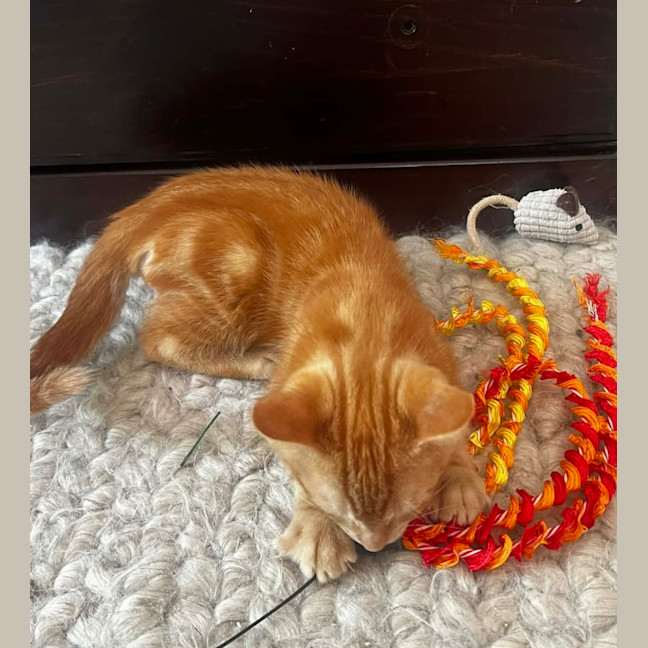 Photo of Fawkes 