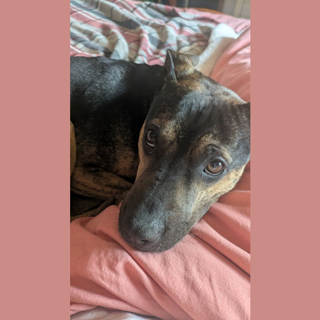 Photo of Shadow