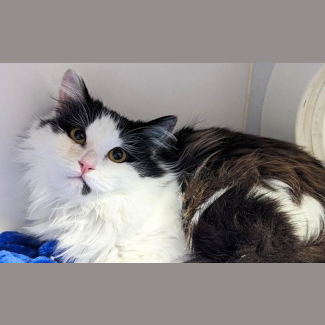 Photo of Rosie