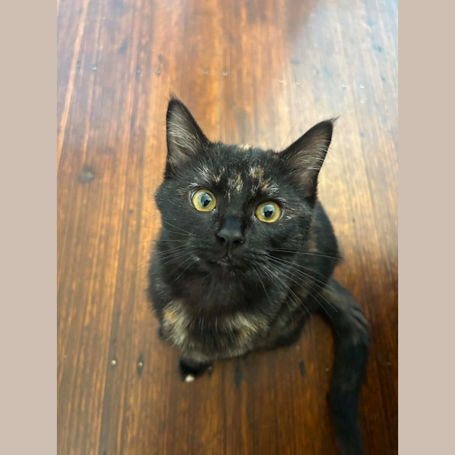 Photo of Crumby Biscuit