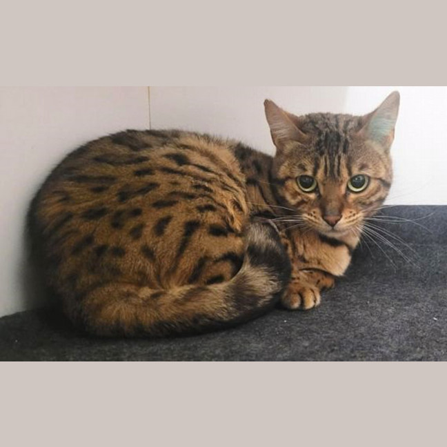 Photo of Nala