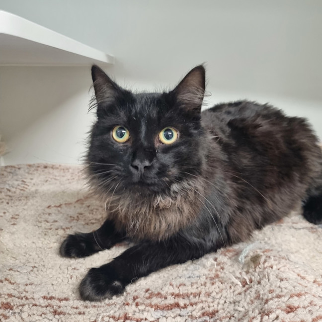 Photo of Baloo 