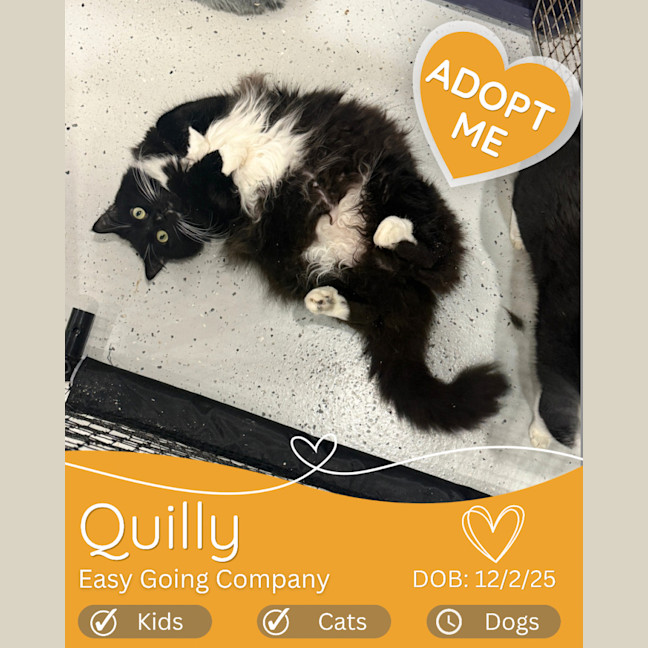 Photo of Quilly