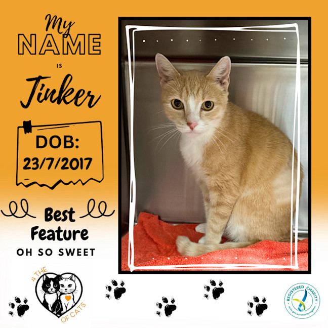 Photo of Tinker