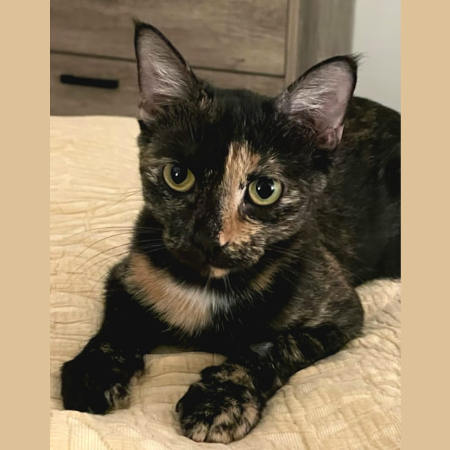 Photo of Tawny