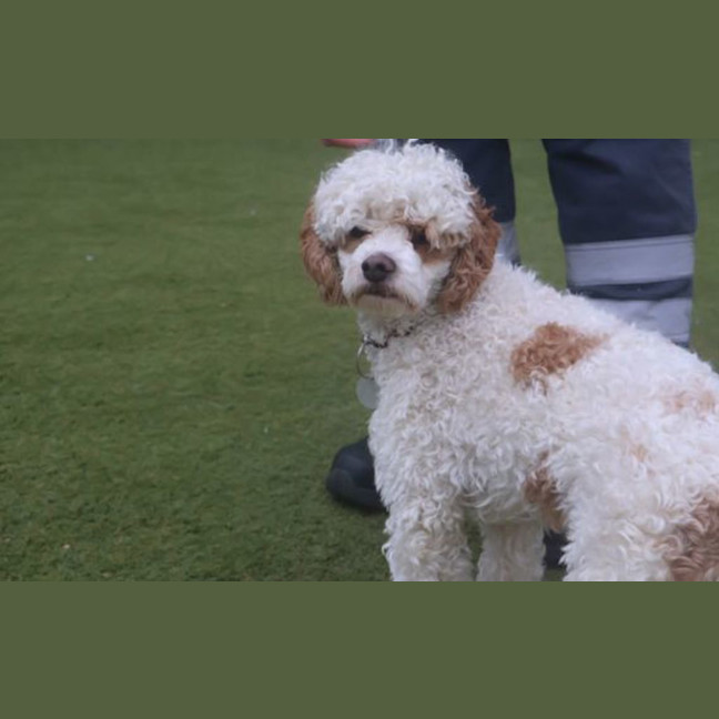 Photo of Muffin 