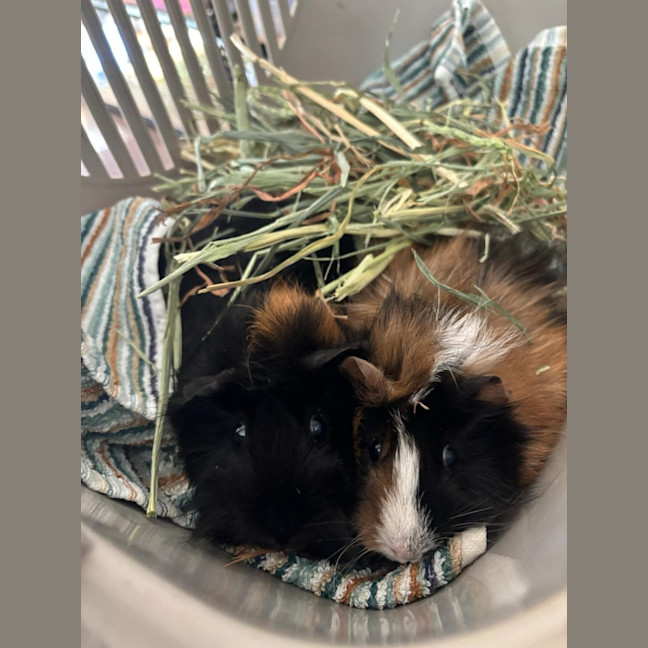 Photo of Georgia & Josie 