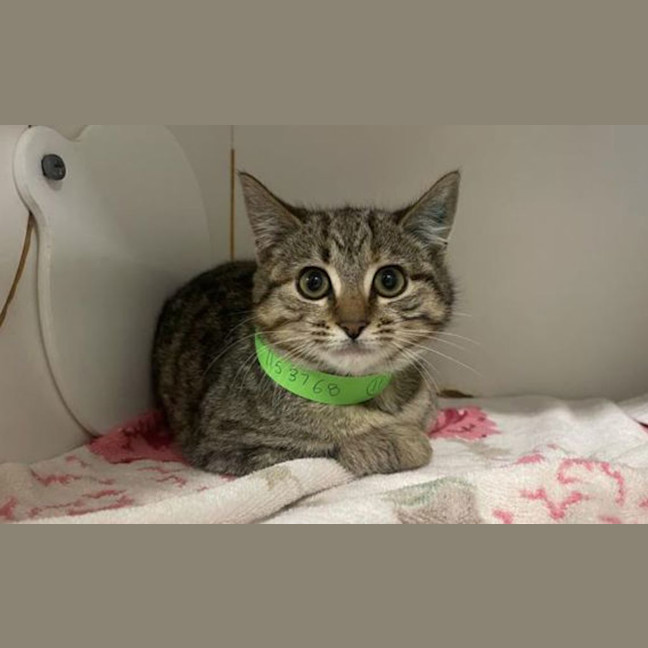 Photo of Pip