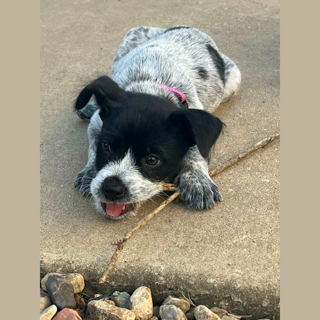 Photo of Evie
