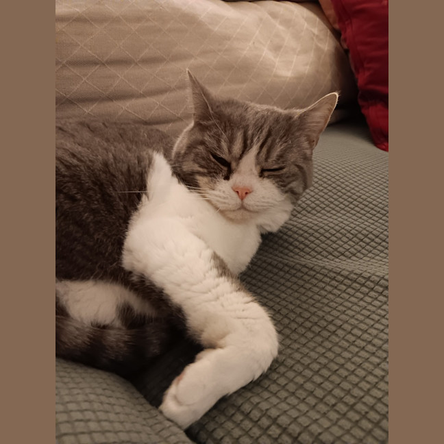 Photo of Link