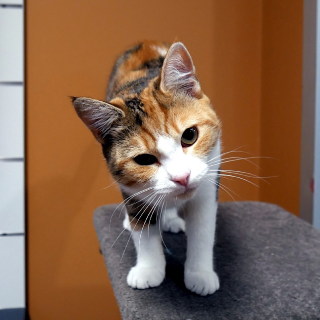 Photo of Tilly Stk014573