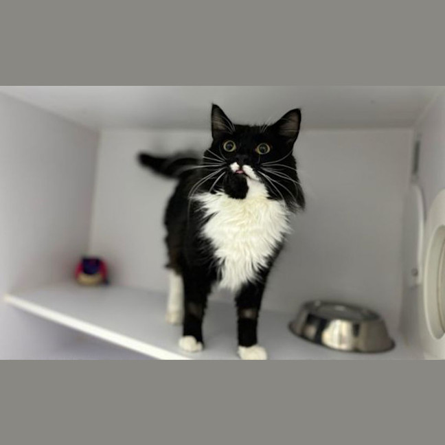 Photo of Spike