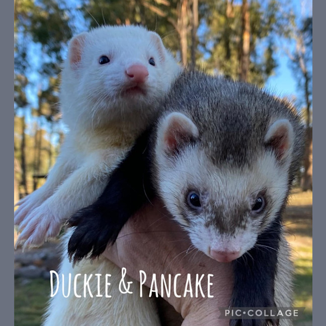 Photo of Pancake & Duckie
