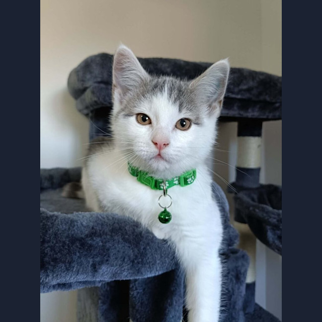 Photo of Pearl