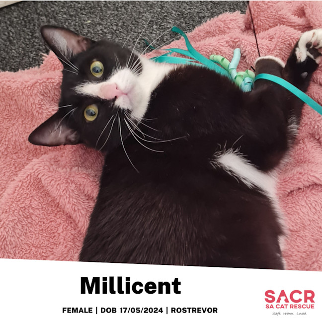 Photo of Millicent